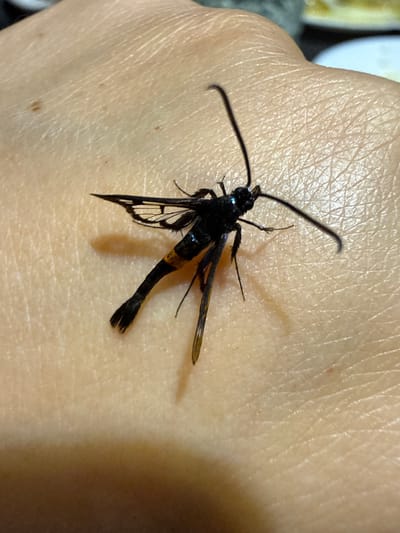 A macro photograph shows a deceased black insect with translucent wings and yellow bands on its abdomen resting on a person's skin. The insect has long antennae and segmented legs. The skin exhibits a textured surface with visible pores and fine lines. The background is blurred, with hints of light and dark areas, suggesting an indoor environment. The overall lighting is soft, highlighting the insect and the skin. The location within Protopopivka, Ukraine is not discernible from the image.