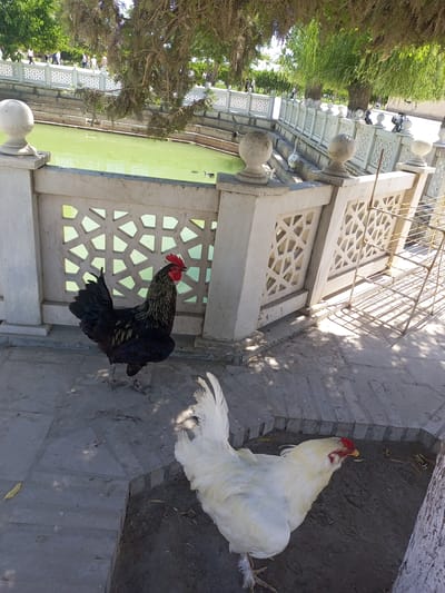 In the city of Shar-Bakr, Uzbekistan, a black rooster with red comb and wattles stands on a paved area in front of a decorative white stone fence. Behind the fence is a rectangular pool filled with green water. A white hen is also present, facing away from the camera. The scene is illuminated by sunlight, casting shadows from the trees overhead. In the background, several people are walking along a path adjacent to the pool, and a metal rack is visible to the right of the fence.