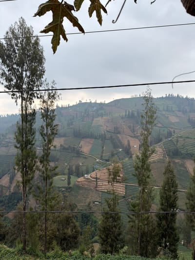 This image, captured in the village of Ngadas, Indonesia, presents a panoramic view of terraced fields on a hillside under an overcast sky. In the foreground, several tall, slender pine trees with dense foliage are prominent, obscuring parts of the view. Multiple black wires stretch horizontally across the frame, intersecting the trees and the landscape beyond.
The mid-ground reveals the extensive agricultural landscape characterized by distinct terraces that follow the contours of the hill. These terraces are a mosaic of different colors, suggesting varied crops or stages of cultivation, with patches of green and brown dominating. Small, scattered houses or structures are visible within the fields, indicating a rural settlement. The terrain is undulating and rises towards the background, where the haze suggests a considerable distance or atmospheric conditions. At the peak of the furthest visible hill, a partially constructed building or structure with a skeletal frame is apparent. The overall impression is of a working agricultural landscape set against a backdrop of natural, hilly terrain.