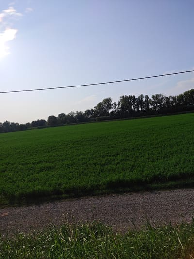 This is a ground-level, wide-angle outdoor photograph taken on a sunny day in Castelfranco Emilia, Italy. The foreground features a dense, green field of low-lying vegetation, likely crops or pasture. Immediately behind this field is a narrow band of gravelly ground, possibly a path or road, bordering the field. Further back, a line of mature trees forms a dark green canopy against the horizon. Above the treeline, the sky is a pale blue with a few wispy clouds, and a faint sun can be seen in the upper left corner. A thin black wire, likely a power line or telephone cable, stretches horizontally across the upper portion of the image. The scene depicts a rural landscape devoid of people or any visible structures other than the natural elements and the overhead wire.