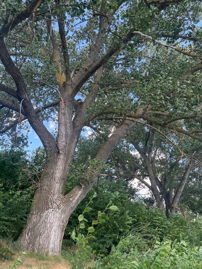 This is a full-frame, eye-level, outdoor, vertical shot of a large, mature tree with rough, textured bark and numerous branches. The tree is situated in Beloci, Moldova, amidst lush green foliage that forms a dense backdrop and foreground. The sky, visible through the branches and leaves, is a clear blue with a few scattered white clouds. The lighting suggests a daytime setting, likely overcast or late afternoon, as there are no harsh shadows. No people or animals are present in the scene. The image captures a serene, natural environment.