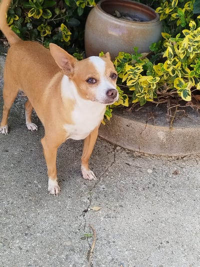 A tan and white short-haired dog stands on a concrete surface next to a raised concrete planter filled with green and yellow variegated plants and a tan ceramic pot. The dog is facing slightly to the right, with its head tilted upward. A twig lies on the concrete surface in the lower right corner. The location is Padarsko, Bulgaria, but no information in the image confirms this.