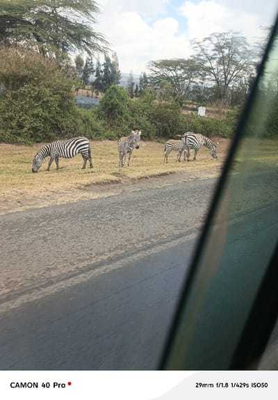 The scene depicts four plains zebras in a natural, undeveloped area within or adjacent to Viwandani ward, Kenya, observed from what appears to be a stationary or slow-moving vehicle. In the midground, an adult zebra, displaying distinct black and white stripes, grazes with its head lowered to the sparse, dry, yellowish-brown grass on the left. To its right, another adult zebra stands upright, facing slightly right, with its head alert and ears forward. Further to the right, a third adult zebra also grazes with its head down, positioned beside a smaller, young zebra that stands upright, facing the same direction. The ground transitions from a dark gray asphalt road in the foreground, showing surface cracks and a lighter brown dirt shoulder, to the grassy terrain where the zebras are. The background consists of dense green bushes and scattered large trees with broad canopies, extending towards a distant, hazy landscape under a sky with scattered white clouds. A dark, vertical element, consistent with a vehicle's window frame or A-pillar, partially obscures the right side of the image.