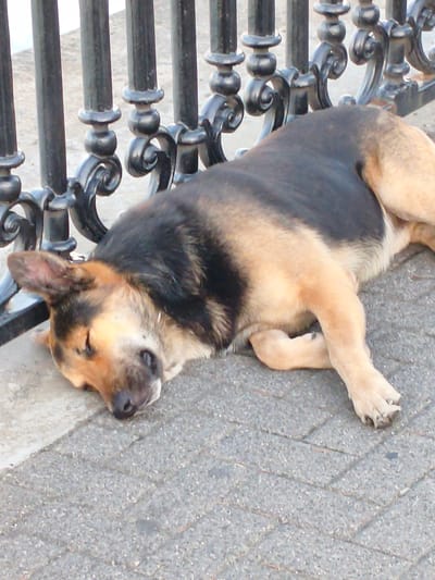 A German Shepherd dog sleeps on a paved sidewalk next to a black ornamental fence. The dog is lying on its side with its head resting on the ground. Its eyes are closed, and its mouth is slightly open. The dog's fur is a mix of black, tan, and brown. The fence is made of wrought iron and has decorative scrollwork. The sidewalk is made of gray pavers. The background is blurred and appears to be a light-colored wall or building. The scene is likely in a public area, such as a park or a street in Agoy, Russia.