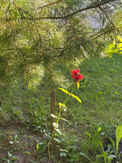 A close-up, eye-level shot captures a vibrant red bee balm flower standing tall against a backdrop of lush green grass and the dense foliage of a pine tree. The flower, with its spiky petals, is the focal point, illuminated by sunlight filtering through the pine needles. A single wooden stake is visible next to the flower, providing support. The ground beneath is a mix of dry pine needles and soil. The scene appears to be in a garden or park setting, possibly in Primernoye, Russia, given the presence of pine trees and the general ambiance of a temperate climate. The lighting suggests it is daytime, with the sun casting dappled shadows. No people or animals are present in the frame.