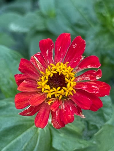 The image shows a close-up of a single, vibrant red zinnia flower with yellow stamens in the center. The flower has numerous petals that are slightly curled and show some white spotting, suggesting it may be slightly aged or affected by environmental conditions. The background is a soft focus of green foliage, indicating the flower is outdoors in a garden or natural setting. There are no people or other objects visible in the frame, and no specific landmarks or architectural features are present to identify a location within Taldykorgan, Kazakhstan. The lighting appears natural, consistent with daylight.
