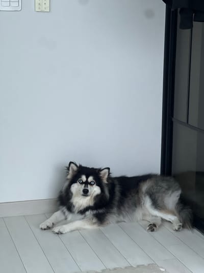 An indoor scene within a residential unit in Gangseo-gu, South Korea, features a dog lying on a light-colored plank floor against a plain light grey wall. The dog, with a black and white face resembling a mask, prominent blue eyes, and thick black, grey, and white fur, is positioned with its front paws extended and hind legs tucked, looking directly forward. On the upper left portion of the wall, a white rectangular light switch panel with two buttons is mounted, alongside a smaller, off-white rectangular device, possibly an intercom or additional control. A dark, possibly black, door or window frame is visible vertically along the right edge of the image, revealing a dark, reflective interior space or glass panel. A small, light-colored mat is partially visible on the floor in the bottom right corner. No people are present.