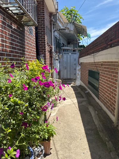 The scene depicts a narrow, sunlit alleyway situated between two residential buildings in 종로구, South Korea. On the left, a multi-story building constructed of reddish-brown brick is visible, featuring a metal railing attached to its upper section and the number "42" affixed to the wall. The lower portion of this building is bordered by multiple planters holding lush green foliage interspersed with numerous vibrant purple-magenta flowers. Further down the alley, utility meters are mounted on the left building's wall. The alley's terminus is marked by a weathered, light-colored building featuring a large, distressed grey metal door and an overhead awning. On the right, a parallel wall of reddish-brown brick includes a dark green louvered window and a visible vertical pipe running down its surface. The concrete ground of the alley is worn, displaying cracks and unevenness, and is sharply divided by a distinct shadow line. Above the structures, a clear blue sky with sparse white clouds and green tree canopy is visible. No individuals or animals are present in the image.