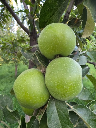 Three unripe green apples hang from a tree branch, clustered together. The apples have a light green skin with small white speckles. They are surrounded by dark green leaves, some of which show signs of drying or damage. The background is softly blurred, depicting more foliage and a hint of sunlight filtering through. The image appears to be taken outdoors in a natural setting, possibly an orchard or garden. There are no people visible in the image. The specific location of "Кара-Сай, Kyrgyzstan" is not visually indicated within the image itself, but is provided as contextual information.