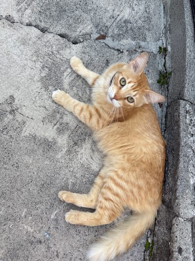 An orange tabby cat is lying on a cracked concrete surface, possibly a sidewalk or alleyway, in Tejalpa, Mexico. The cat is facing upwards, with its head tilted to the side, looking at the camera. Its fur is a light orange with darker stripes. The cat has green eyes and white whiskers. There are small green plants growing in a crack in the concrete near the cat's head. The background is the textured concrete surface, with a rougher, gray concrete border to the right. The lighting suggests it is daytime.