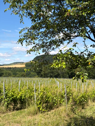 A vineyard in Odernheim am Glan, Germany is depicted under a partly cloudy blue sky. The foreground features a grassy area with tall, dry grasses. Rows of young grapevines, supported by metal posts, stretch across the middle ground, with lush green leaves and small grape clusters visible. In the background, a rolling hill is covered in trees and a field of golden crops. The top of the image is framed by the branches and green leaves of a tree, some of which have small, green fruits.