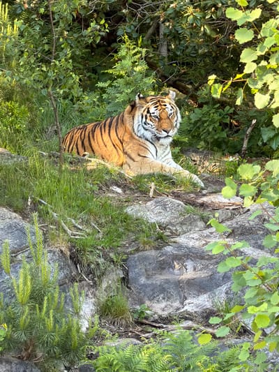 An adult tiger lies recumbent on a rocky, grassy incline within a densely vegetated enclosure, located in Kristiansand, Norway. The tiger, displaying prominent orange and black stripes with white facial and underbelly markings, is positioned with its body oriented towards the left and its head turned slightly to the right, exhibiting an alert gaze. Its front paws are extended forward. The immediate foreground features dark grey rocks interspersed with patches of green grass, a small, multi-stemmed coniferous plant with yellow-green needles, and green ferns. A branch with small, light green, ovate leaves is visible on the far right. The background consists of a thick curtain of various green deciduous and coniferous foliage, including trees and shrubs, suggesting a naturalistic habitat. The scene is illuminated by strong, directional sunlight, highlighting the tiger's fur and portions of the vegetation, casting some areas into shadow.
