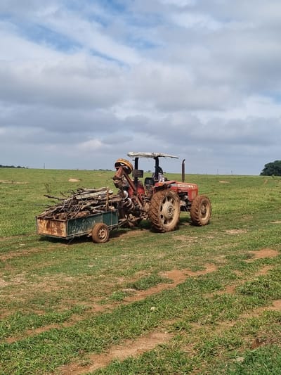 A red tractor with a trailer filled with branches is parked in a grassy field under a cloudy sky. The tractor, a Massey Ferguson, appears to be muddy, suggesting recent use in wet conditions. A person is seated in the tractor's driver's seat. The trailer is green and rusty, with a single wheel. The field is covered in green grass and some bare earth, with tire tracks visible. In the distance, trees form a dark line on the horizon. The overall scene depicts rural activity, likely involving clearing land or collecting firewood. The lighting suggests it is daytime, with overcast conditions. The image was taken in Laranjal Paulista, Brazil. Visible text on the tractor reads "MASSEY FERGUSON".