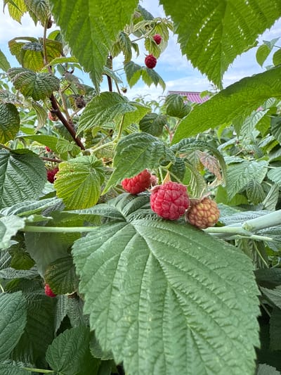 A close-up, eye-level shot captures a raspberry bush laden with ripe and ripening berries, nestled among vibrant green leaves. The foreground is dominated by a large, textured green leaf, slightly blurred, with a bright red raspberry bunch to its right. These raspberries are plump and clustered, with one berry showing a tinge of yellow, indicating it is still ripening. Another bunch of three red raspberries is visible in the mid-ground, hanging slightly to the left, with one of them also having a yellow hue. Further in the background, more leaves and a few other berries are visible. The sky peeks through the foliage, a pale blue with wisps of white clouds. In the distant background, a hint of a pink-tiled roof suggests a dwelling. The scene appears to be outdoors, in a garden or farm setting, likely within the rural locality of Птицевод-2 Снт, Russia, given the presence of cultivated raspberry bushes and the hint of a roof. No people are present in the image.
