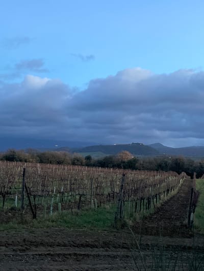 The image depicts a rural landscape, likely a vineyard, under a partially cloudy sky. In the foreground and midground, numerous rows of bare grapevines stretch across the terrain, suggesting either winter or early spring. The ground between some rows is covered in green grass, while others show tilled, dark earth. A dirt path or field runs along the right side of the image, showing tire tracks.
Beyond the vineyard, a line of deciduous trees and bushes, currently without leaves, separates the cultivated land from further rolling hills and mountains in the distance. The distant hills are covered in trees and appear somewhat hazy under the subdued light. Several small, bright spots, possibly lights from distant buildings, are visible on one of the hills.
The sky transitions from a lighter blue on the left to darker, heavy grey clouds that dominate the upper right portion of the frame. The overall lighting suggests either a late afternoon/early evening scene or an overcast day. No people or animals are visible, and there is no discernible activity other than the implied agricultural presence. No text is visible in the image. The scene is consistent with the landscape found in Montalcino, Italy, known for its vineyards.