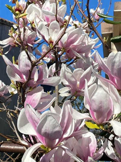 The image displays a close-up, upward-angled view of numerous blooming magnolia flowers against a bright blue sky. The flowers are predominantly white with prominent pink and purple hues, particularly concentrated at the base and along the veins of the petals, giving them a delicate, watercolor-like appearance. Many petals are partially unfurled or gently curled, revealing their soft textures and creating shadows that add depth to the composition.

The flowers are clustered on bare, dark brown branches, some of which show small, newly forming buds. The centers of some open flowers reveal dark red or maroon stamens and pistils. Bright sunlight illuminates the scene, casting distinct shadows across the petals and highlighting their smooth surfaces.

Through the gaps in the branches and flowers, a clear, vibrant blue sky is visible, suggesting a sunny day. In the lower and right portions of the image, dark, indistinct shapes that appear to be part of a building or structure are visible, providing a contrasting backdrop to the light flowers. A few thin, green leaf-like structures are also barely visible in the top left, possibly belonging to another plant or structure above.

The overall impression is one of early spring, with the magnolias being among the first trees to bloom. No people or text are visible in the image.