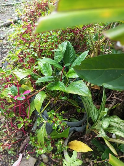 This image depicts a close-up, ground-level view of dense vegetation in Pandaria, India. The central focus consists of multiple broad-leaved green plants, some appearing to grow within a partially visible dark grey or black plastic container. To the immediate left of this central cluster, a dense mass of smaller plants with thin, upright red stems and predominantly green leaves, some with pinkish-red variegation, extends across the left side of the frame. To the right, another plant with variegated green and light green or white striped leaves is visible. The ground beneath the foliage consists of dark soil, small stones, and organic debris, including a single distinct yellow leaf. Several leaves, particularly on the central green plants, exhibit a moist or wet appearance. Blurred green foliage occupies the extreme foreground and parts of the background, partially obscuring the wider environment. No individuals or active subjects are present in the scene.