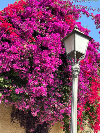 A close-up shot captures a vibrant wall of bougainvillea flowers in shades of magenta and red, cascading down a textured, sandy-colored building. In the foreground, a weathered, ornate gray lamppost stands tall, its metallic surface showing signs of age. The lamppost has a hexagonal glass lantern at the top and decorative scrollwork on its shaft. The sky above is a clear, bright blue. The scene evokes a Mediterranean atmosphere, possibly in the coastal town of Arenys de Mar, Spain, known for its picturesque streets adorned with blooming flowers.