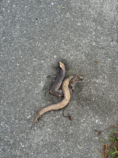 An overhead, high-angle shot shows the carcass of a deceased snake lying on asphalt. The snake, a dark brown and tan coloration, is coiled and appears to be desiccated, with some decay evident. The asphalt surface is gray and textured with small stones. There are scattered leaves and debris on the asphalt, as well as a few blades of grass and twigs on the lower right side of the frame. The scene does not depict any people, vehicles, or identifiable structures. The location is described as being in the city of Takua PA, Thailand.