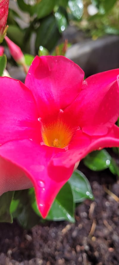 A close-up, macro photograph captures a vibrant pink dipladenia flower in full bloom. The flower's petals are a striking magenta, with a bright yellow-orange throat. Water droplets are visible on the petals, suggesting recent rain or watering. In the background, blurred green leaves and dark soil create a soft, natural setting. The image is sharply focused on the flower, highlighting its delicate texture and luminous color. The scene appears to be a garden or planter in Dietzenbach, Germany, given the context of the request.