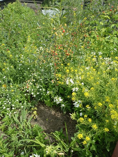 The image depicts an overgrown garden area with a cherry tree bearing ripening fruit, interspersed with clusters of small yellow and white wildflowers. A dark, irregular-shaped stone or concrete slab is visible in the lower center, partially covered by green foliage. In the background, a wooden structure, possibly a shed or outbuilding, can be seen, partially obscured by dense vegetation. The scene suggests a naturalistic, uncultivated outdoor environment likely within a residential or rural setting in Shadrinsk, Russia, on a sunny day. There are no people or animals present in the image.