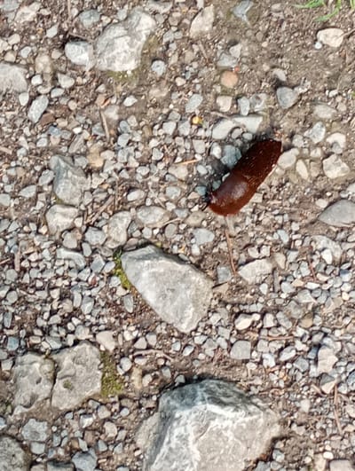 A brown slug is on a gravelly surface. The slug is elongated and appears to be moving towards the left of the frame. The ground is covered in various sizes of grey and white stones, with some patches of dirt and a few blades of grass visible. The lighting suggests it is daytime. The location is Brannenburg, Germany.
