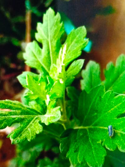 A close-up shows a cluster of bright green chrysanthemum leaves with textured surfaces and serrated edges. A small, iridescent beetle clings to one leaf. The plant's central stem and emerging leaves are bathed in sunlight, creating a vibrant highlight. The background is softly blurred, with hints of brown and green, emphasizing the plant's texture.