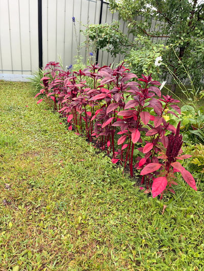 This is an eye-level, medium shot of a garden bed in Проводник, Russia. The garden bed is lined with several plants featuring deep red leaves and stems, with one plant in the foreground displaying a dark red, feathery bloom. Behind these plants, a white-flowered bush and a tree with green foliage are visible. The garden is bordered by a light-colored, corrugated metal fence. The foreground is dominated by a patch of green grass, some of which appears to be dry and yellow. The scene is captured outdoors.
