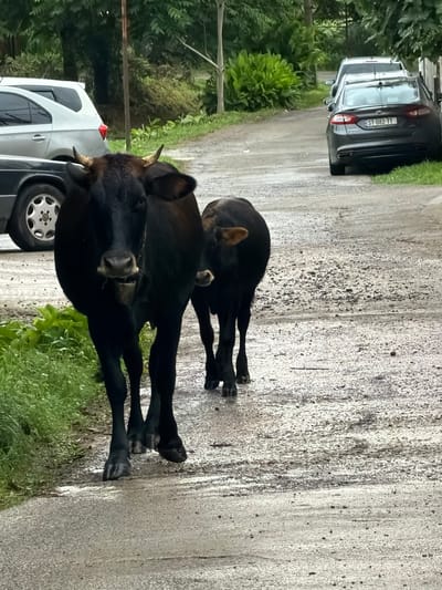 The image depicts a rural road in Stalinisubani, Georgia, with two black cows walking towards the camera. The larger cow is in the foreground, directly facing the viewer, while a smaller cow stands slightly behind and to its right. The road is paved with gravel and appears wet, suggesting recent rain. On the left side of the road, a silver car is parked, and a black car is partially visible behind it. A lush green embankment runs along the left side of the road, bordered by trees and foliage in the background. On the right side of the road, another car, a dark sedan with a license plate reading "ST-082-TT," is parked. The environment appears natural and somewhat overgrown, consistent with a rural setting in Georgia.