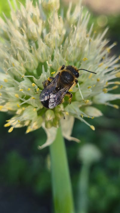 The image shows a close-up view of a bee resting on a cluster of small, white flowers. The bee is dark brown and black with fuzzy markings and translucent wings that reflect light. Its antennae are visible and extended. The flowers appear to be part of an onion plant, with thin, white petals and yellow stamen tipped with pollen. The background is softly blurred, with patches of green foliage suggesting an outdoor setting in a garden or natural environment. The lighting suggests daytime, possibly morning or afternoon, with natural light illuminating the scene. The focus is sharp on the bee and the immediate flowers, while the background is out of focus, creating a sense of depth and highlighting the subject. The overall impression is one of nature and a snapshot of a bee engaged in its natural behavior, likely collecting nectar or pollen. There is no visible text in the image. The location context is Bulatovo, Russia.