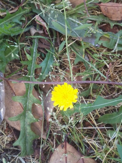 A ground-level photograph taken in Beylikdüzü, Turkey, showcases a solitary, bright yellow composite flower, approximately 5 cm in diameter, positioned in the lower-central frame. The flower is encircled by a diverse array of green ground cover, including broad, deeply lobed leaves (consistent with Taraxacum species) and numerous slender grass blades, some bearing small, pale seed heads. The undergrowth also features several brown, dried deciduous leaves, fragments of dried straw, and darker soil patches. A thin, reddish-brown woody stick, approximately 20 cm in length, extends horizontally across the mid-ground, above the flower. A blurred, translucent material is partially visible along the extreme left edge. The scene is devoid of human or animal subjects, under natural, ambient lighting conditions.