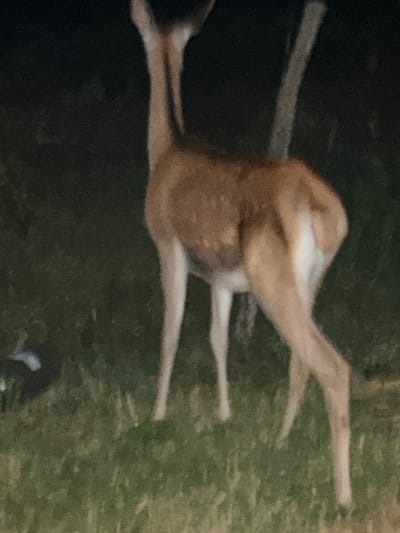 The image shows a deer standing in a grassy area at night. The deer is a fawn-colored mammal with slender legs and a long neck. It is facing away from the viewer, with its head turned slightly to the left. The background is dark and out of focus, with some blurry foliage and a tree trunk visible. There is a patch of what appears to be dark-colored ground or debris to the left of the deer. The location is stated to be in the city of Voivoda, Bulgaria.
