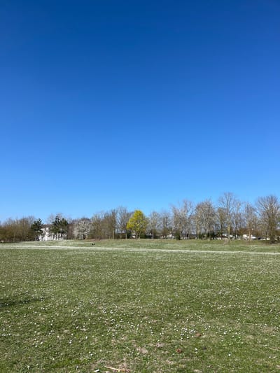 The image shows a grassy field in Saint-Brice-Courcelles, France, at the coordinates 49.283 latitude and 4.004 longitude. The field is covered in white flowers, with a few small trees and a small white building in the distance. There is a clear blue sky above. The scene is peaceful and serene.
