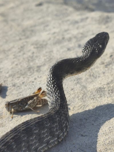 A black snake is seen in a close-up shot on a sandy surface, with its head and a portion of its body in focus. The snake's scales are clearly visible, reflecting light and giving it a textured appearance. To the left of the snake, a grasshopper is also visible, appearing to be either prey or a companion. The background is a blur of sand, suggesting an outdoor setting. The lighting indicates it is daytime, with the sun casting a shadow of the snake onto the sand. The location is identified as Saiyn Şapağatov, Kazakhstan. There is no visible text in the image.