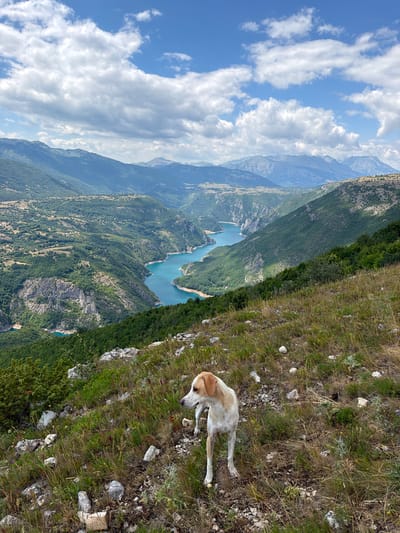 In the city of Dubljevići, Montenegro, a medium-sized dog with white and tan fur stands on a grassy hillside. The dog is facing to the left, with its head turned further to the left, observing something out of frame. The hillside is covered in dry grass, interspersed with rocks and some green vegetation. In the background, a winding, turquoise river flows through a deep canyon. The canyon walls are steep and covered in lush green trees and vegetation. Beyond the canyon, a range of mountains stretches towards the horizon under a partly cloudy blue sky. The overall scene depicts a natural landscape with a dog as the focal point.