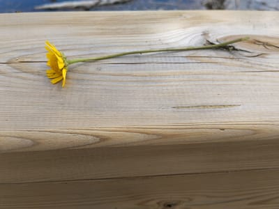 A single yellow daisy with a long, slender green stem lies on a weathered wooden surface. The wood appears to be unfinished, showing natural grain and knot patterns. The background is slightly out of focus, but there is a hint of a dark blue or grey surface above the wood. The image was taken in Alijó, Portugal.