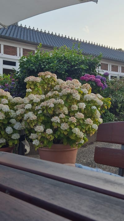 A large, overgrown white hydrangea plant in a terracotta pot dominates the center of the frame, its flowers tinged with pink. Behind it, a dense green bush and clusters of purple hydrangeas are visible. The background features a building with a dark tiled roof, white trim, and brickwork. To the right, a portion of a dark brown wooden bench is present. In the foreground, the edge of a wooden table is visible. The scene appears to be an outdoor seating area of a restaurant or cafe in Kempen, Germany, possibly at a venue like "Haus König" which is known for its garden setting. The lighting suggests it is either early morning or late afternoon. No people are clearly visible in the image.