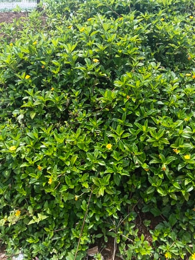 The image presents a detailed, close-up view of a dense cluster of green foliage, identified as being located in ឃុំ ផាត់សណ្ដាយ, Cambodia. The primary subject is a low-growing plant or shrub densely covered with small, vibrant green, ovate leaves. Numerous small, five-petaled yellow flowers, approximately 1-2 cm in diameter and exhibiting a daisy-like appearance, are scattered throughout the foliage, appearing in various stages of bloom. The background exhibits blurred green and brown tones, indicative of further vegetation or soil. No human figures, animals, or man-made objects are visible within the frame. The scene is static, depicting natural plant life under ambient daylight conditions.