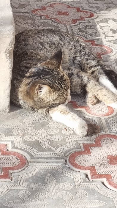 In the city of Yangi-Khayat, Uzbekistan, a single domestic tabby cat is observed resting on a patterned tiled surface. The cat, exhibiting a grey and brown striped coat with lighter, cream-colored paws, lies on its left side. Its head is lowered and rests upon its extended right front paw, facing generally downwards and to the right. The tiled ground features an intricate repeating pattern of light grey/white elements interlaced with reddish-orange designs. Direct sunlight illuminates a significant portion of the scene, creating distinct shadows, including one from an adjacent vertical structure that partially shades the cat's body from the left. A small, dark, irregular object rests on the tile near the cat's right front paw. No other individuals or subjects are present.