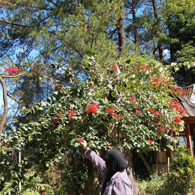 In Gundaling 2, Indonesia, a person wearing a black hijab and a checkered shirt is reaching up to touch a vibrant red bougainvillea flower on a large tree. The person's left arm is extended upwards, and their fingers are gently touching the petals of the flower. The tree itself is massive with rough, textured bark. Surrounding the tree is lush green foliage, including smaller plants and bushes. In the background, tall pine trees with their characteristic needles are visible against a clear blue sky. To the right, a wooden structure with a dark roof and visible supporting beams can be seen, partially obscured by the vegetation. The sunlight casts shadows on the scene, indicating it is daytime.