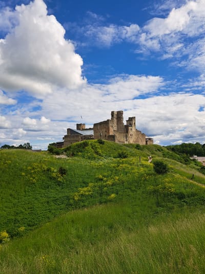 A medieval castle ruin, identified as Rakvere Castle, is situated on a verdant, grassy hilltop under a bright blue sky dotted with large, fluffy white clouds. The castle is constructed of tan stone and features several partially intact towers and walls. The surrounding landscape is a rolling hill covered in lush green grass and scattered with small yellow wildflowers. A path winds up the side of the hill towards the castle. In the distance, to the right of the castle, a line of green trees is visible. A small, dark flag flies from one of the castle towers. A lone person is visible on the path leading up to the castle.