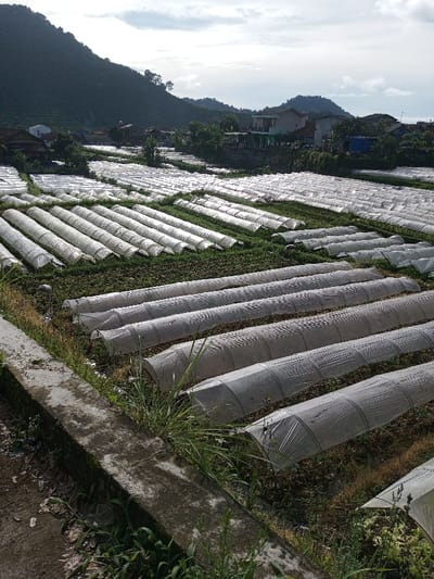 The image displays an agricultural field in Salai Har Htan, Myanmar. The foreground features a concrete curb or low wall on the left, partially obscured by weeds and dry foliage. The midground is filled with numerous parallel rows of low, tunnel-shaped structures, each covered with translucent white or clear plastic sheeting, indicative of small greenhouses or crop covers. Green vegetation is visible on the ground between and under these structures. In the background, a large, forested mountain dominates the left side, while a cluster of residential buildings with various roofs and walls is visible in the center and right, interspersed with trees. Distant hills are faintly visible under a partly cloudy sky. No individuals, animals, or overt actions are present in the scene.