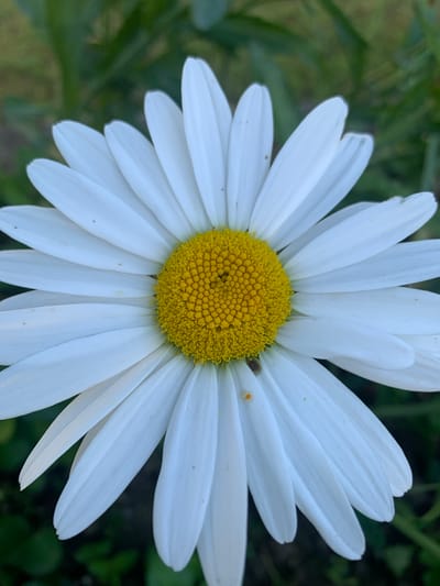 The image is a close-up, high-angle shot of a white daisy with a bright yellow center. The daisy is in full bloom and its petals radiate outwards. There are a few small brown specks and a single orange speck visible on some of the white petals, possibly pollen or tiny insects. The background is blurred and consists of green foliage, suggesting the daisy is in a natural outdoor setting, likely a garden or field. The lighting appears to be natural daylight, perhaps morning or afternoon, with no harsh shadows visible. The overall mood is serene and natural. No people or text are present in the image. The location context is Aguy-Shapsug, Russia.