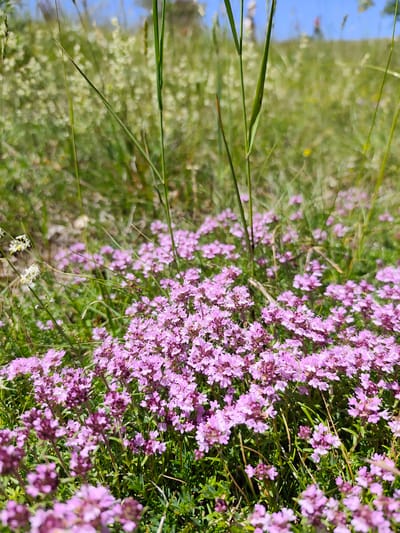 A close-up, low-angle shot captures a patch of wild thyme flowers in bloom. The small, clustered pink blossoms dominate the foreground, with some appearing slightly blurred due to shallow depth of field. Interspersed among the flowers are thin, green blades of grass. In the background, out-of-focus greenery and a bright blue sky suggest an outdoor, natural setting, possibly a meadow or hillside. The scene is entirely devoid of human presence or any artificial structures. The image is a detailed depiction of a natural floral landscape.