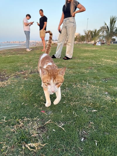 An orange and white tabby cat, with a raised tail, walks towards the viewer on a patch of green grass in Bawshar Province, Oman. The cat has orange stripes and patches on a white base, and its eyes are focused forward. In the midground, three individuals are visible. To the left, a male in a white t-shirt, light blue jeans, and white sneakers is looking at a mobile phone. Next to him, a second male in a black t-shirt and light brown shorts is also observing a mobile phone. To the right, a female in a black short-sleeved top, light blue wide-leg jeans, and black open-toed sandals stands with her right hand on her hip and a mobile phone in her left hand, revealing tattoos on her right arm. Behind these individuals, a sandy beach and the ocean are visible, bordered by a coastline with buildings. Further to the right in the background, palm trees and other individuals are present in a park-like setting. The sky is clear and light blue, indicating daylight conditions.