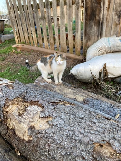 The image depicts a calico cat standing on a large, partially debarked log next to several white sacks and a dilapidated wooden fence. The setting appears to be outdoors, possibly in a yard or storage area, based on the presence of grass and other vegetation. The location is identified as Баклуши, Russia.