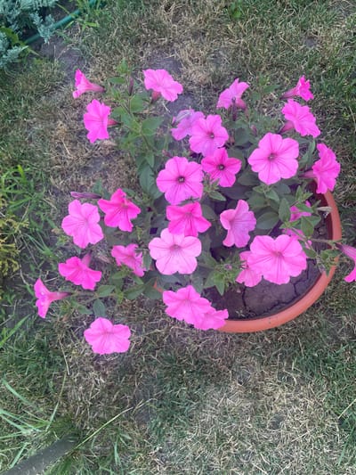 In Kobeliaky, Ukraine, a terra cotta pot filled with vibrant pink petunias sits on dry, patchy grass. The flowers are in various stages of bloom, with some fully open and others still forming buds. The pot is positioned in a garden setting, with hints of green foliage and darker soil visible. The surrounding grass is mostly dry and sparse, suggesting arid conditions. The scene is captured from a top-down perspective, focusing on the floral display and its immediate environment.