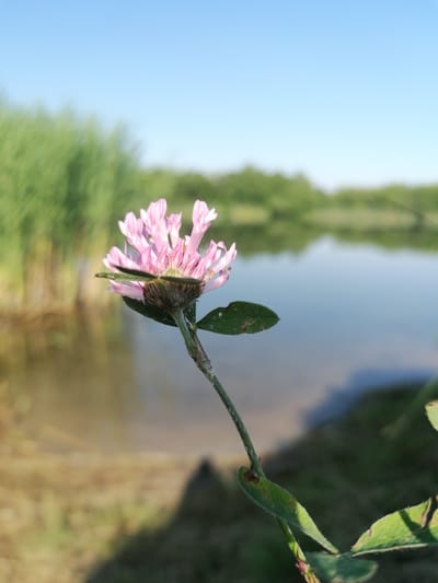 The image captures a close-up of a pink clover flower in focus, set against a blurred background of a serene natural landscape. The flower, with its delicate petals, is the primary subject, positioned on the left side of the frame and facing towards the right. Below the flower, a slender green stem branches out, supporting a couple of green leaves, one of which is partially visible and slightly out of focus.
The background reveals a calm body of water, reflecting the clear blue sky and the lush greenery of the surrounding vegetation. Tall, reedy plants flank the left side of the water, adding a natural texture to the scene. The water's surface is smooth, suggesting a tranquil atmosphere. In the distance, more trees and foliage create a soft, green horizon line.
The lighting indicates it is daytime, with a bright, clear sky suggesting fair weather. The sun's rays appear to be illuminating the scene, casting a soft light on the flower and creating subtle shadows. The overall mood conveyed by the image is one of peace and natural beauty.
The location context provided is Скідзельскі сельскі Савет, Belarus. There is no visible text in the image.