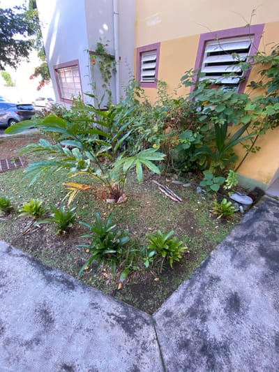 This image depicts an outdoor garden area situated alongside a building in Capesterre-Belle-Eau, France. In the foreground, a dark gray, textured concrete pathway forms an L-shape, delineating the edge of a planting bed. The planting bed occupies the central and mid-ground, containing various tropical flora. A large, green-leaved plant, possibly a taro or related species, stands prominently in the center. Several smaller, rosette-forming green plants, resembling bromeliads, are arranged in a loose line across the lower portion of the bed. On the ground within the bed, three cut stalks of what appears to be sugarcane are visible in the mid-right, alongside scattered small stones and dry leaves. A fibrous, reddish-brown object, consistent with a coconut husk fragment, is present at the base of the large central plant.
The background features the exterior of a building with two visible sections. The right section has a mustard-yellow facade trimmed with purple borders around two rectangular windows. These windows are fitted with white louvered shutters, partially open. Green vines with small reddish-orange flowers are growing vertically along this wall. To the left, a white building section adjoins the yellow one at an angle, displaying a window with similar louvered panes and a darker trim. Beyond the white building section to the far left, a paved area, likely a street or parking lot, is visible with a dark grey hatchback and a white sedan parked. Overhanging foliage from trees is visible above the parked vehicles. No individuals are present, and no actions or interactions are depicted within the scene. The lighting suggests daytime conditions.