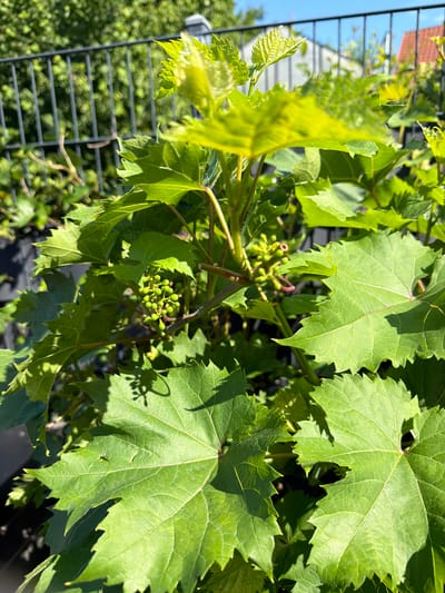 In Bissendorf, Germany, this image captures a close-up view of a vibrant green grapevine with developing clusters of small, green grapes. The plant's large, lobed leaves, with serrated edges, are prominently featured, some catching the sunlight and casting shadows. A dark metal fence runs horizontally in the background, partially obscuring leafy trees and structures beyond. The sky above is a clear blue. The scene appears to be an outdoor garden or yard, bathed in natural daylight.